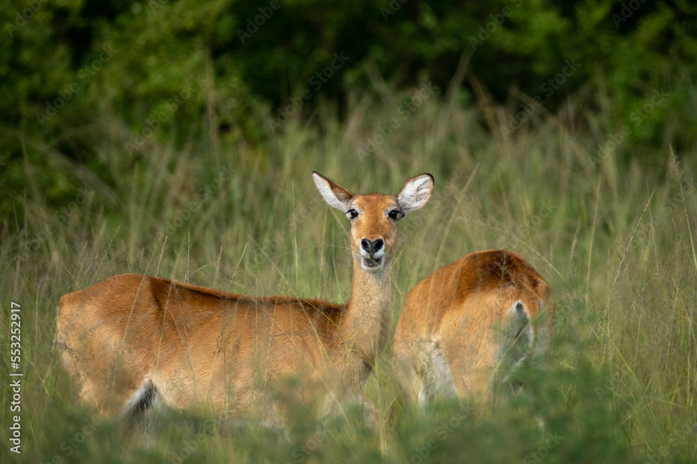Close up of a impala in Ngorongoro national park Tanzania