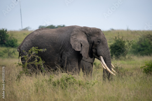 African Elephant in the Wild. National park Tanzania. 