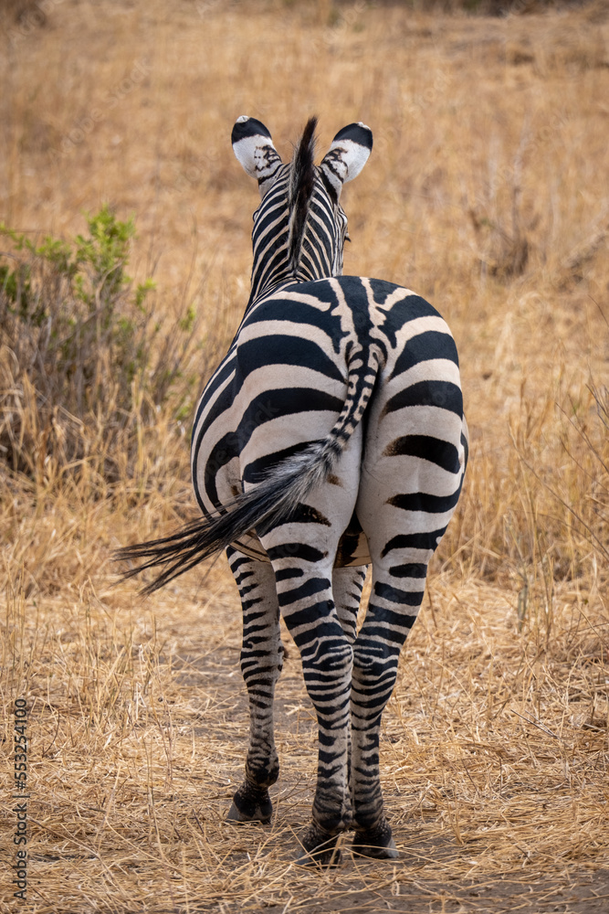 Obraz premium Zebra in the grass nature habitat, National Park of Tanzania. Wildlife scene from nature, Africa