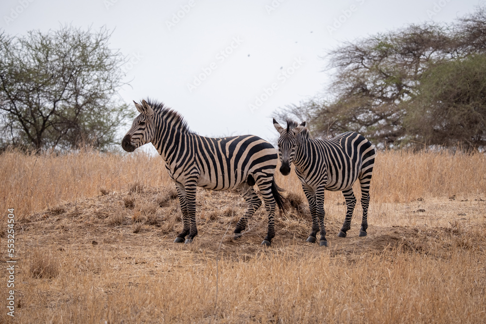 Zebra in the grass nature habitat, National Park of Tanzania. Wildlife scene from nature, Africa Zebra in the grass nature habitat, National Park of Tanzania. Wildlife scene from nature, Africa