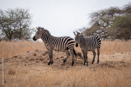 Zebra in the grass nature habitat  National Park of Tanzania. Wildlife scene from nature  Africa