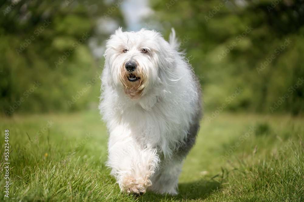 Old English Sheepdog walking directly towards the camera Old English Sheepdog walking directly towards the camera