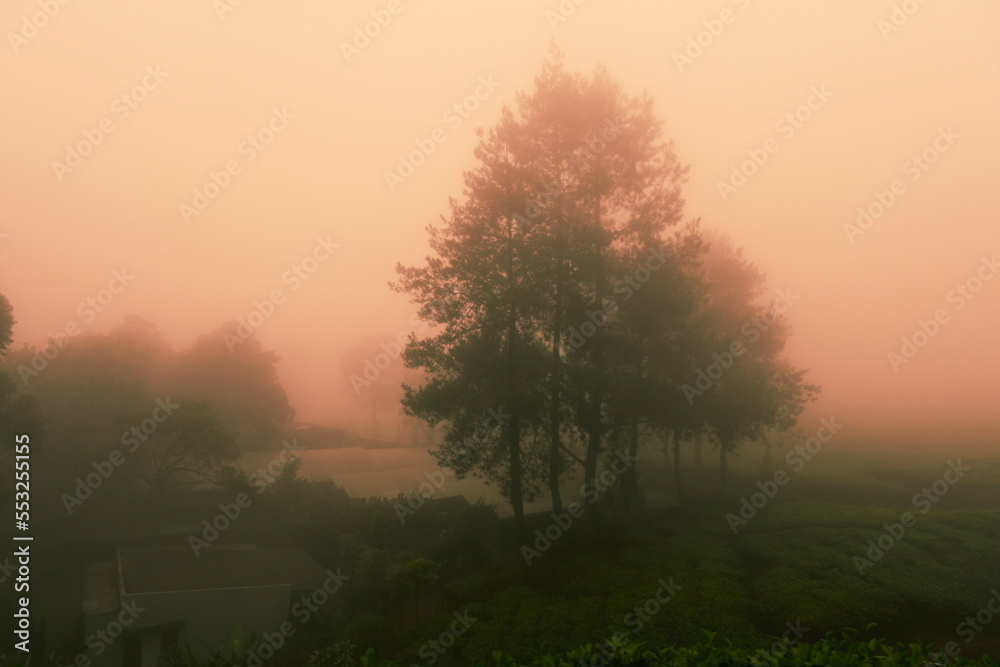 Misty forest on the mountain. Orange mist. Orange fog. Copy space background with dark orange nature