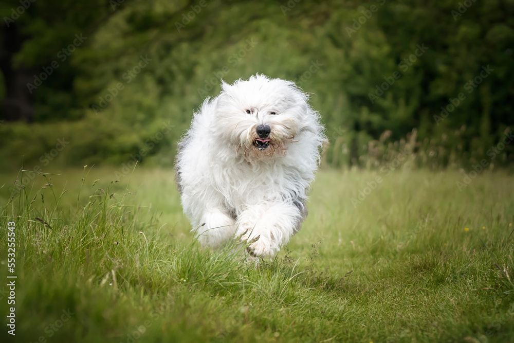 Old English Sheepdog running towards the camera in a field