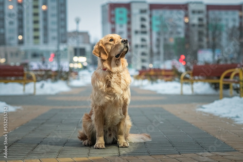 Portrait of a beautiful purebred golden retriever on a city street in winter in cloudy weather.