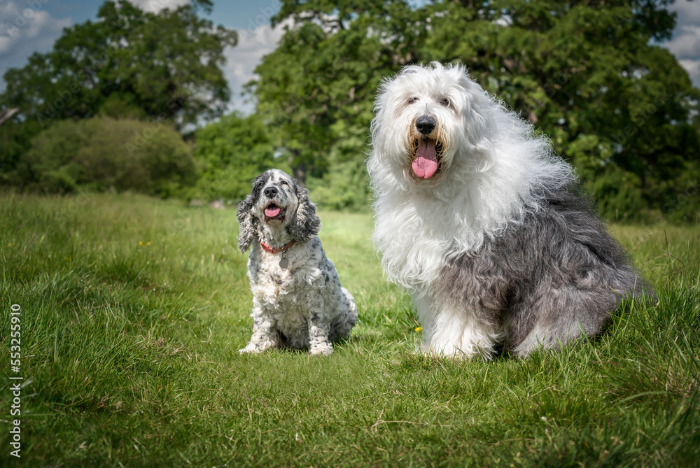 Old English Sheepdog and English Show Cocker Spaniel sitting in a field looking at the camera