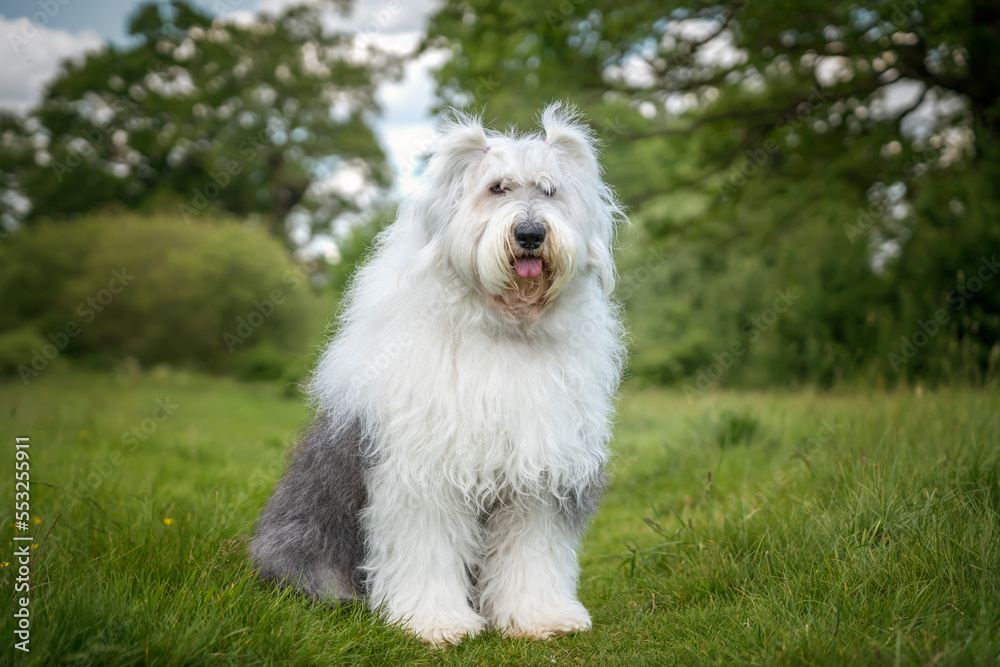 Old English Sheepdog sitting in a field looking at the camera