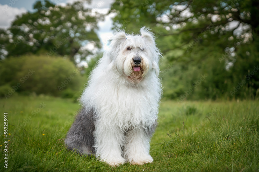 Old English Sheepdog sitting in a field looking at the camera Old English Sheepdog sitting in a field looking at the camera