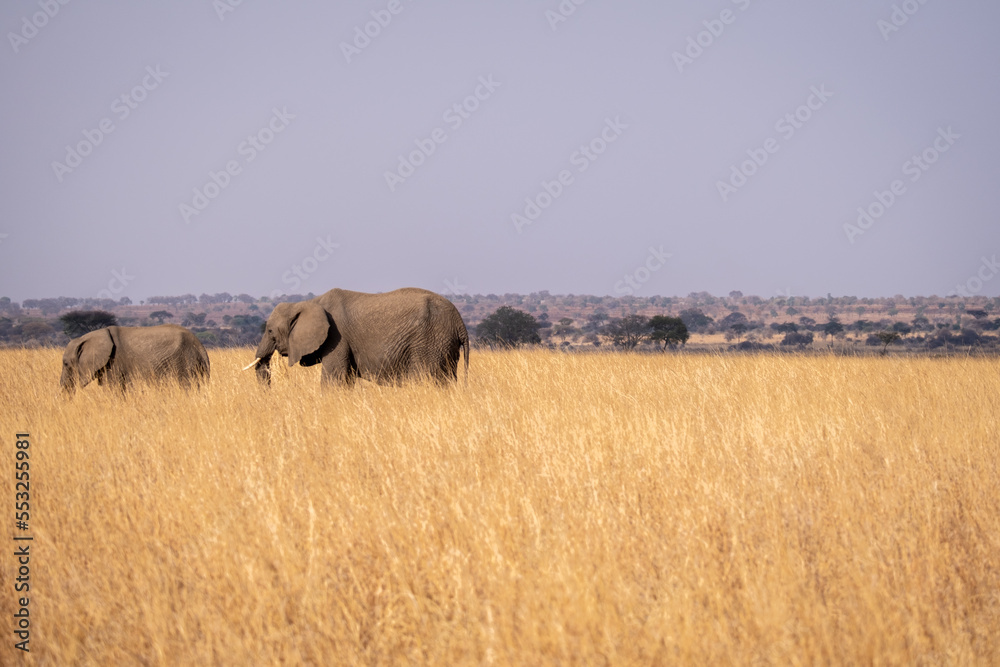 African Elephant in the Wild. National park Tanzania. African Elephant in the Wild. National park Tanzania.