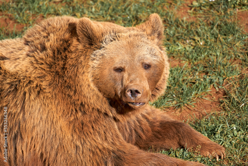 Beautiful close portrait of a brown bear lying on the grass twisting its nose in the natural park of Cabarceno, Cantabria, Spain