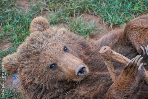 Wallpaper Mural Beautiful closeup of a brown bear cub looking at the camera lying on the grass in the natural park of Cabarceno, Cantabria, Spain Torontodigital.ca