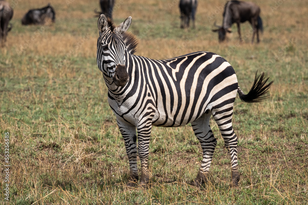 Zebra in the grass nature habitat, National Park of Tanzania. Wildlife scene from nature, Africa Zebra in the grass nature habitat, National Park of Tanzania. Wildlife scene from nature, Africa