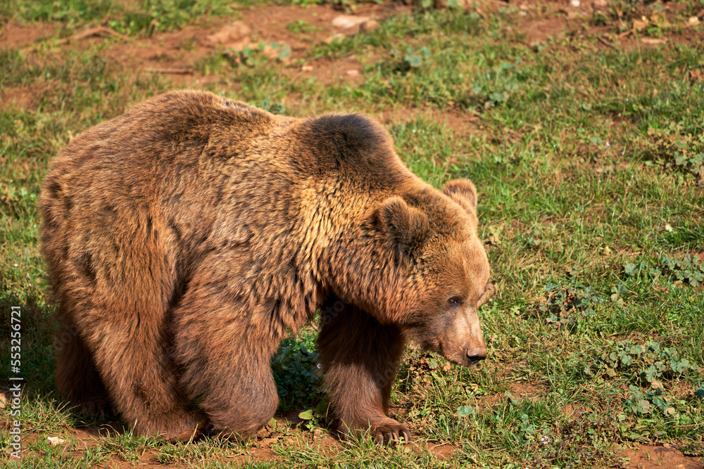 Beautiful side portrait of a brown bear walking through the grass in the natural park of Cabarceno, Cantabria, Spain
