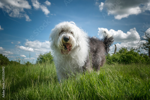 Old English Sheepdog standing in the grass close up with blue and cloud sky photo