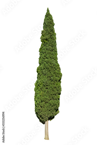 Photo of a cypress tree isolated on transparent  background, png file photo