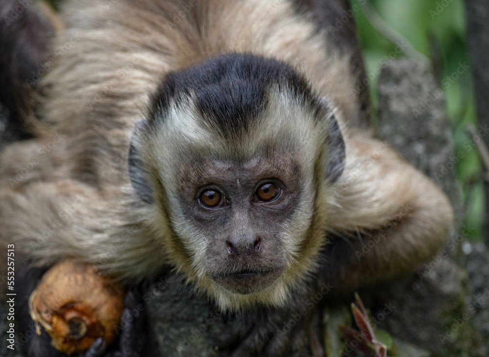 Fototapeta premium Capuchino