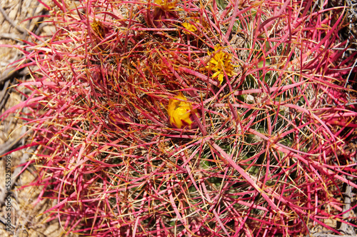 Ferocactus cylindraceus, California barrel cactus photo