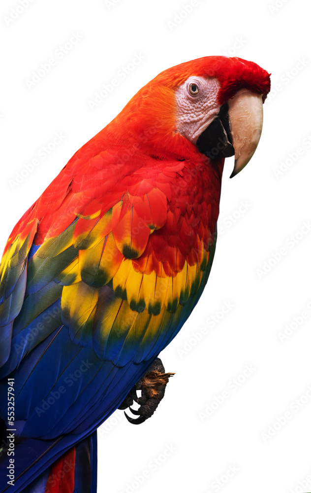Close up portrait of  a scarlet macaw parrot (ara macao) isolated on transparent background