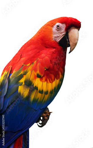 Close up portrait of  a scarlet macaw parrot (ara macao) isolated on transparent background