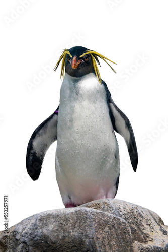Northern Rockhopper penguin. Funny close up animal portrait isolated on transparent background, png file photo