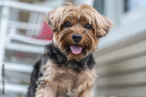 Happy little Yorkshire Terrier puppy tongue out looking at camera 