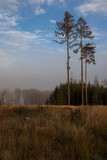 Cleared spruce forests in the Vysocina in the Czech Republic. The landscape is shrouded in fog, the sky is blue.