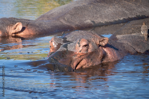 hippopotamus relaxing in water, Serengeti national park Tanzania