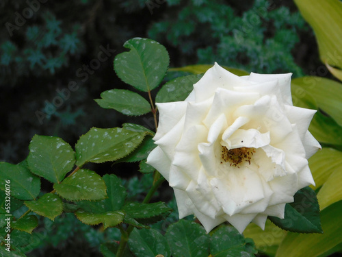 White rose close-up photo.