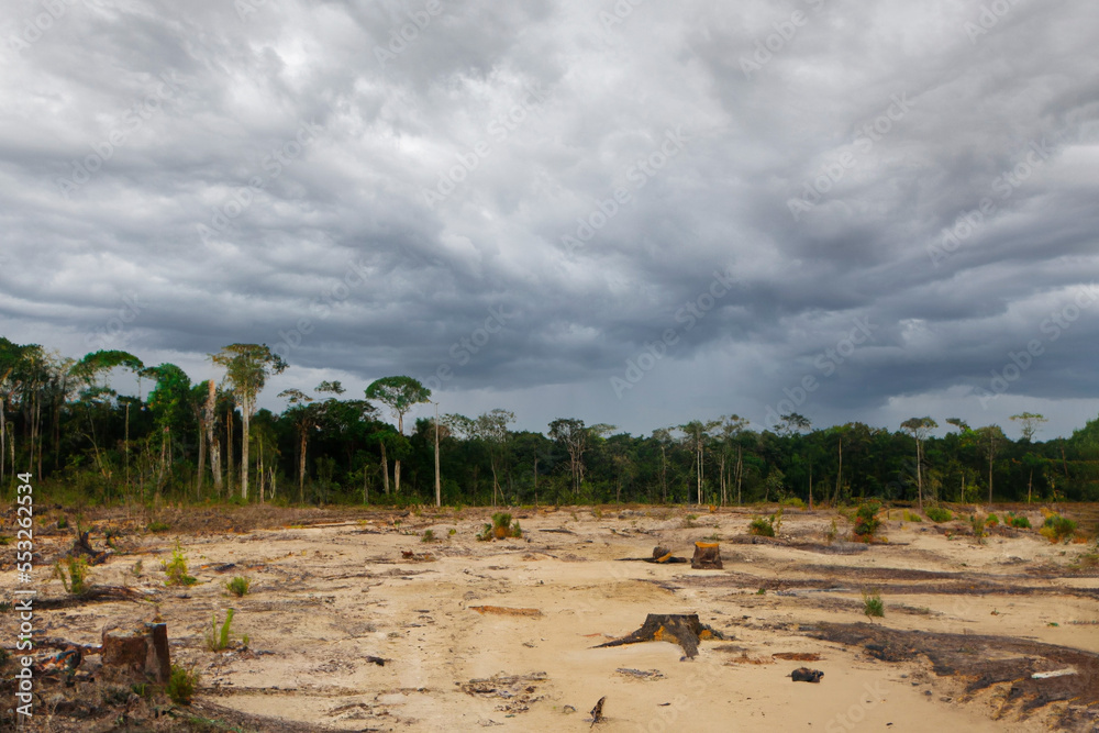 Deforestation of rainforest - Genearative AI Deforestation of rainforest - Genearative AI