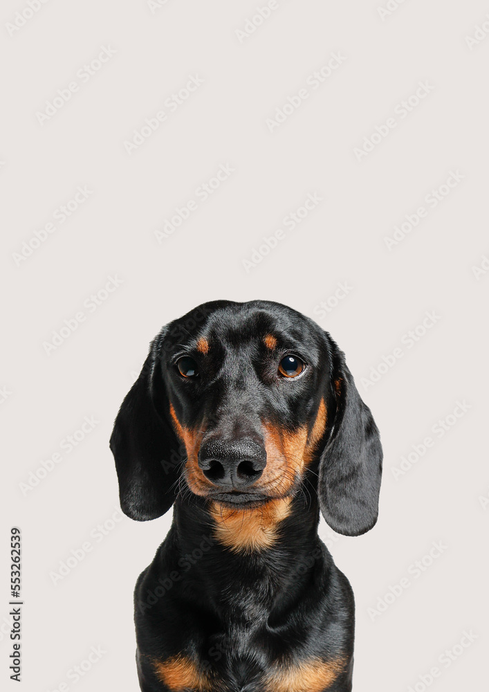 Dachshund Dog Portrait