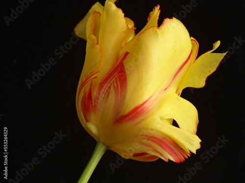 Parrot Tulip 2