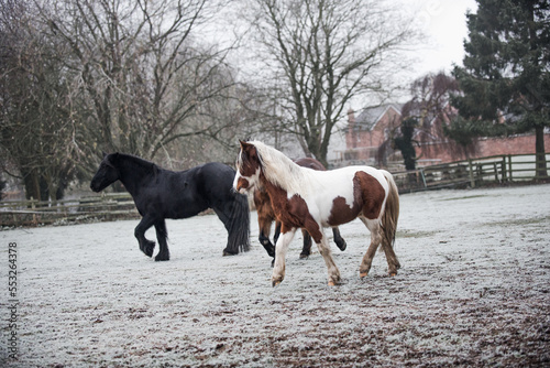 Frosty field with ponies