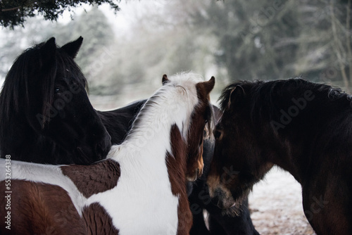 Fotografia Frosty field with ponies