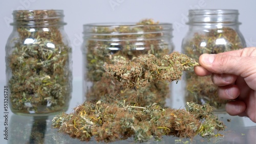 Indoor home cultivation of marijuana weed CBD and THC - glass jars for drying flowers - legal substances for the care of the sick people and illegal drugs for millennial  - legalization proposal