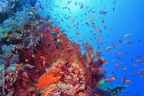 Beautiful tropical coral reef with resting red grouper and red coral  fish anthias. photo