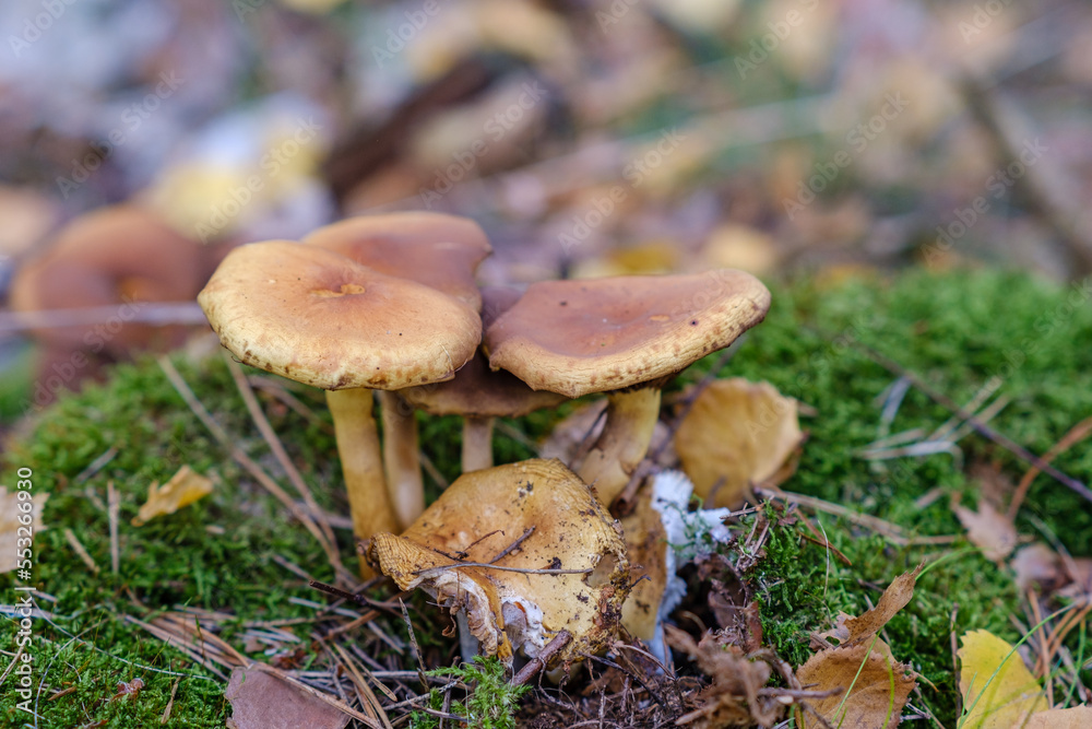 Closeup of vibrant mushrooms growing on forest floor Closeup of vibrant mushrooms growing on forest floor