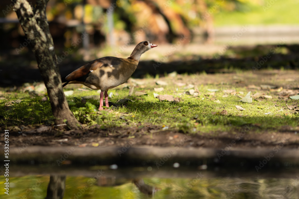 Egyptian goose in the green park Egyptian goose in the green park