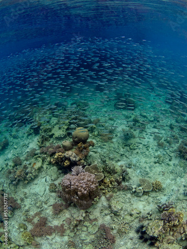 Reef Fishes over the Corals