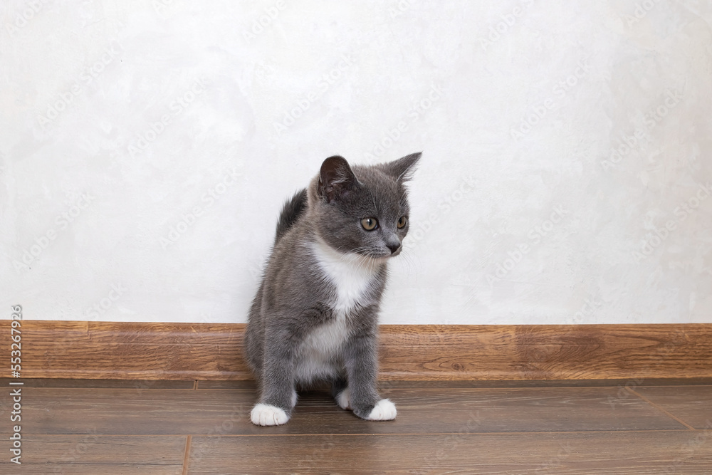 A gray kitten walks on a wooden floor