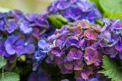 Macro image  blue hydrangea flower background