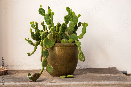 Cactus in a glazed pottery container, on a patio in Coyote Bay, Baja de California Sur, Mexico photo