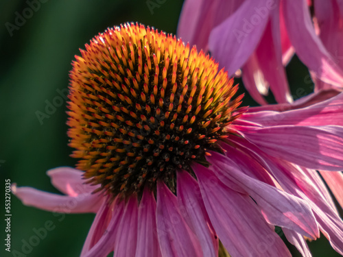Coneflower  Echinacea purpurea  blooming with pink daisy-like flower-heads with orange-brown central discs from midsummer to autumn