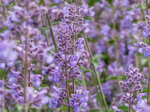 The Catmint and Faassen's catnip (Nepeta × faassenii) flowering with showy, abundant, two-lipped, trumpet-shaped, soft lavender flowers, from spring through autumn photo