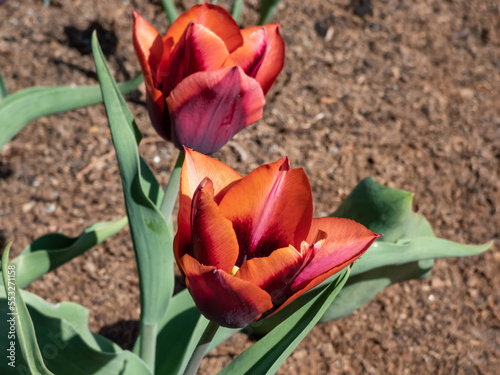 Plakat w ramie Unique tulip 'Slawa' blooming with dark red flower that has a pink edge with an orange glow which fades to silver-white as the flower matures