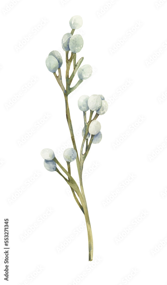 Watercolor botanical clipart. Brunia floral botany branch png illustration.