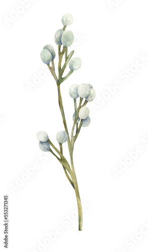 Watercolor botanical clipart. Brunia floral botany branch png illustration.