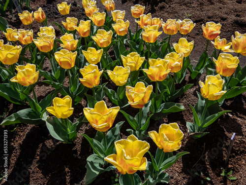 Vibrant, striking bi-colour, compact variety tulip (Tulipa) 'Ice lolly' blooming with predominately yellow flower that also have shades of hot red at the base in garden photo