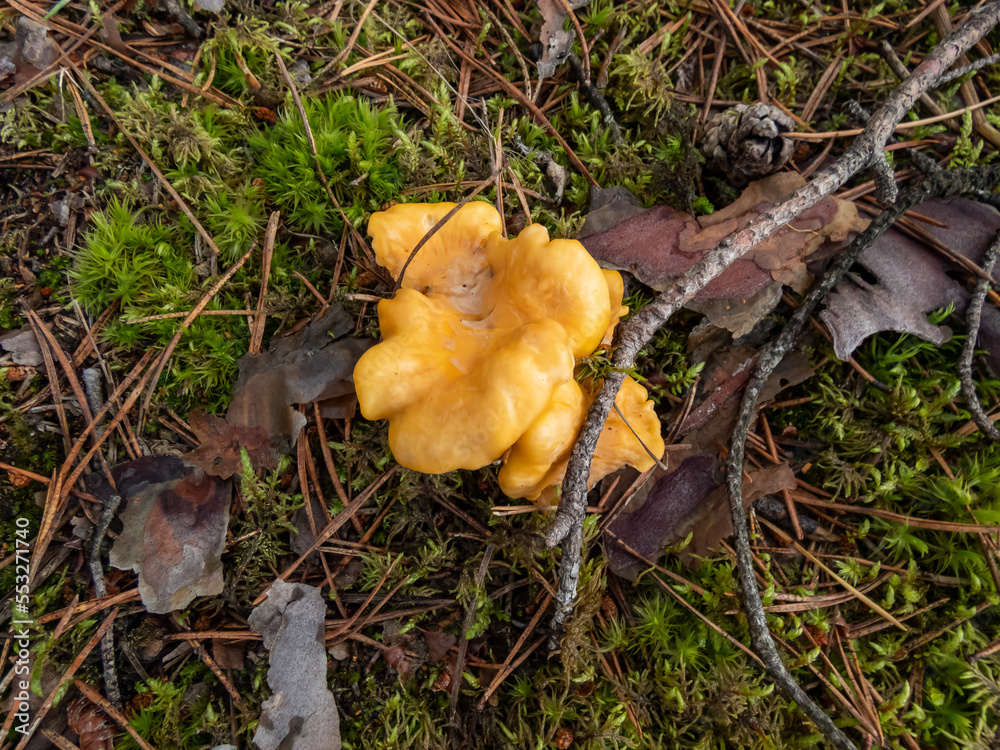 Golden chanterelle mushrooms growing in the forest, covered with dirt and moss among forest vegetation. Nature scenery Golden chanterelle mushrooms growing in the forest, covered with dirt and moss among forest vegetation. Nature scenery