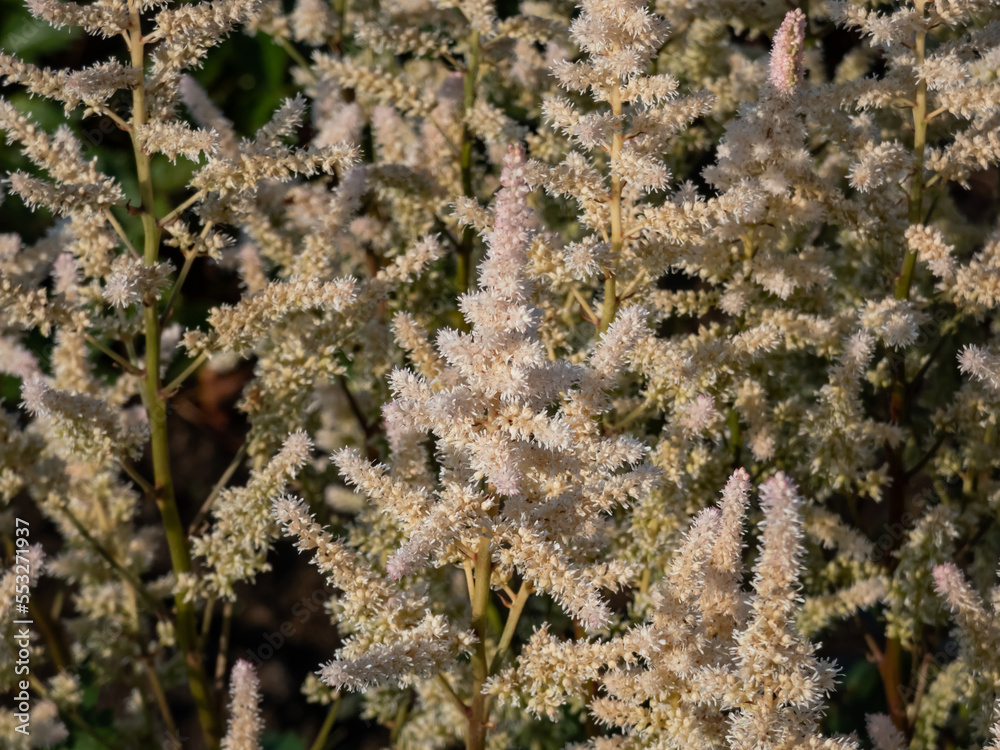 Astilbe japonica 'Bronzelaub' blooming with plumes of the white, pale pink flowers in the garden