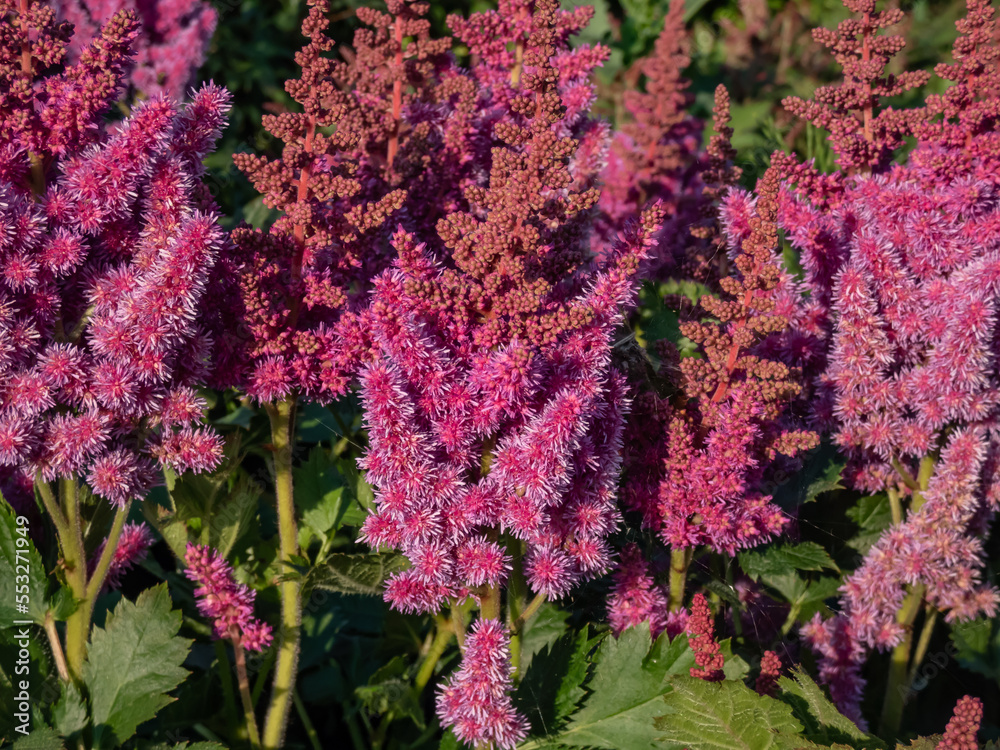 Astilbe Raspberry Astilbe chinensis 'Visions' is compact cultivar which features a ...